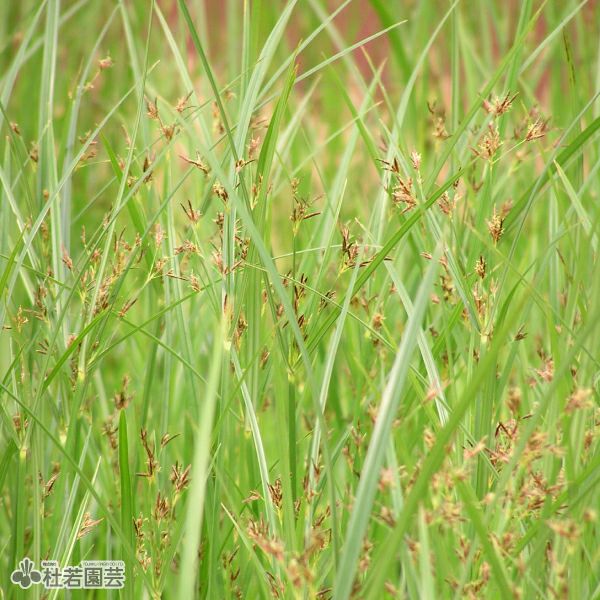 カキツバタ 舞孔雀(まいくじゃく) 12cmポット | 杜若園芸WEBショップ