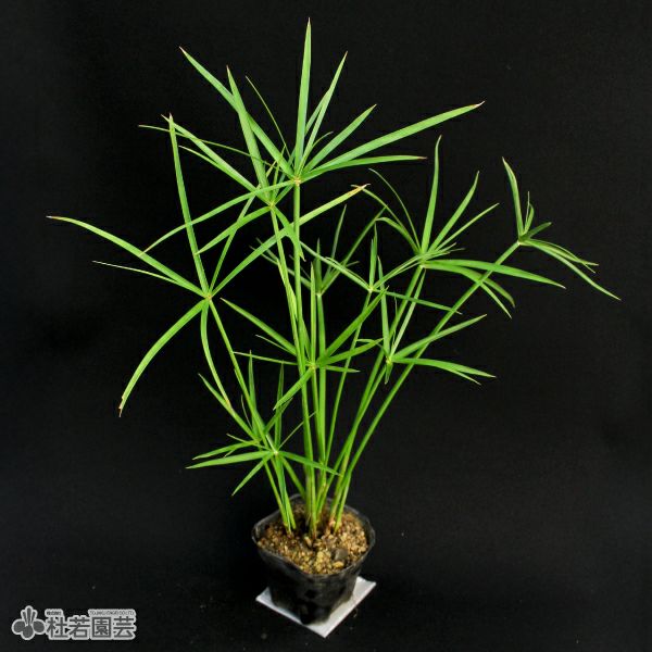 水生植物】 シュロガヤツリ | 杜若園芸WEBショップ｜水草の生産販売【通販ショップ】