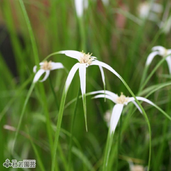 水生植物】 シラサギカヤツリ | 杜若園芸WEBショップ｜水草の生産販売