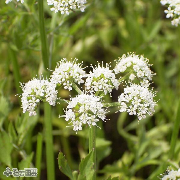 水生植物 フイリセリ 株式会社 杜若園芸 水草の生産販売 通販ショップ