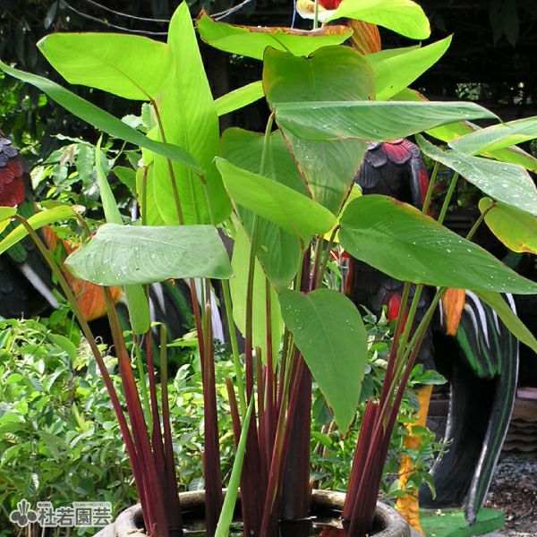 水生植物】 タリア ルミノイデス 12cmP | 杜若園芸WEBショップ｜水草の