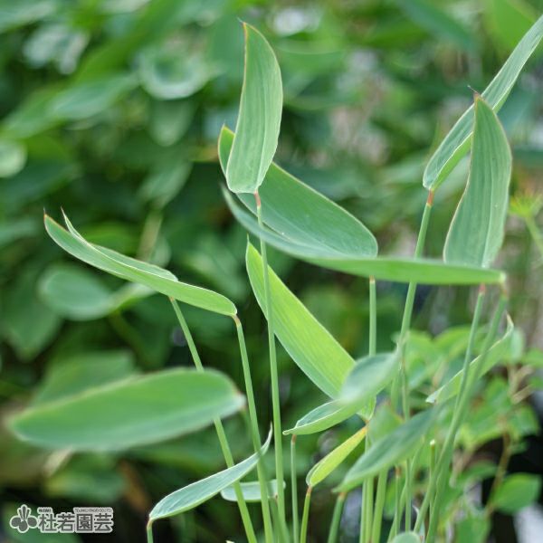 水生植物 フイリセリ 株式会社 杜若園芸 水草の生産販売 通販ショップ
