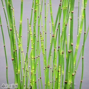 水生植物 トクサ 株式会社 杜若園芸 水草の生産販売 通販ショップ