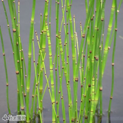 水生植物 トクサ 株式会社 杜若園芸 水草の生産販売 通販ショップ 水生植物 トクサ 株式会社 杜若園芸 水草の生産販売 通販ショップ