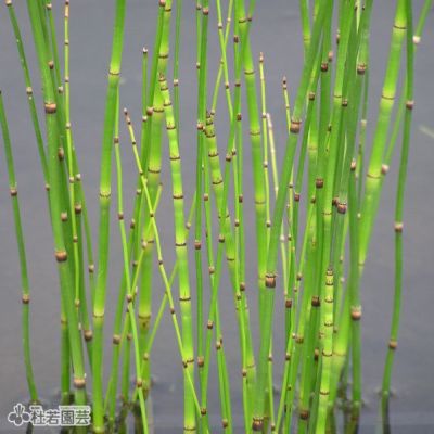 水生植物 トクサ 株式会社 杜若園芸 水草の生産販売 通販ショップ