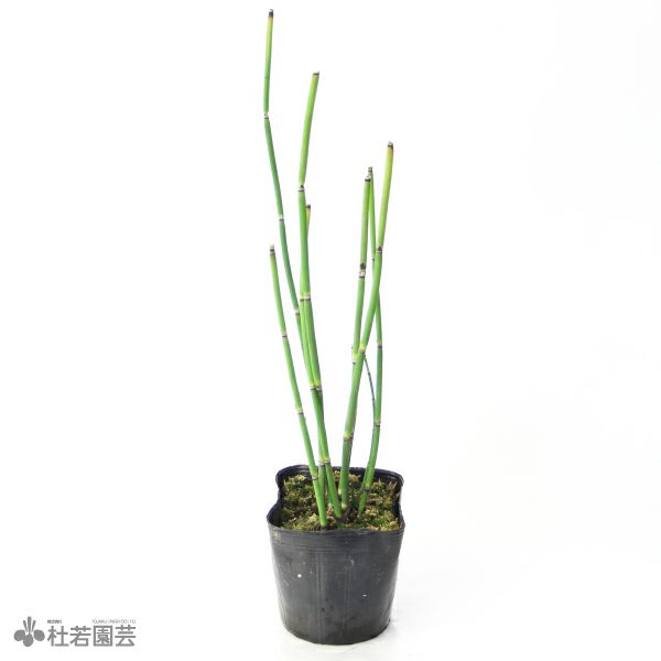 水生植物 トクサ 株式会社 杜若園芸 水草の生産販売 通販ショップ 水生植物 トクサ 株式会社 杜若園芸 水草の生産販売 通販ショップ