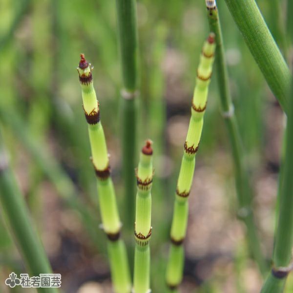 水生植物】 トクサ | 杜若園芸WEBショップ｜水草の生産販売