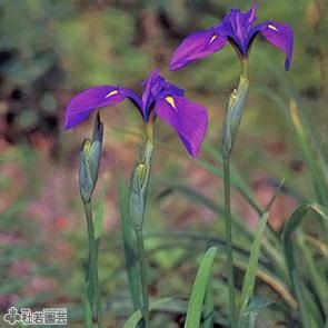 水生植物】 ノハナショウブ 野花菖蒲 （花菖蒲の原種） 【花菖蒲