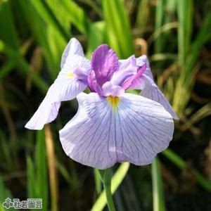 水生植物】 ノハナショウブ 野花菖蒲 （花菖蒲の原種） 【花菖蒲