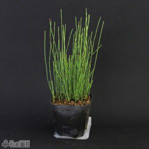 水生植物 ヒメトクサ 株式会社 杜若園芸 水草の生産販売 通販ショップ