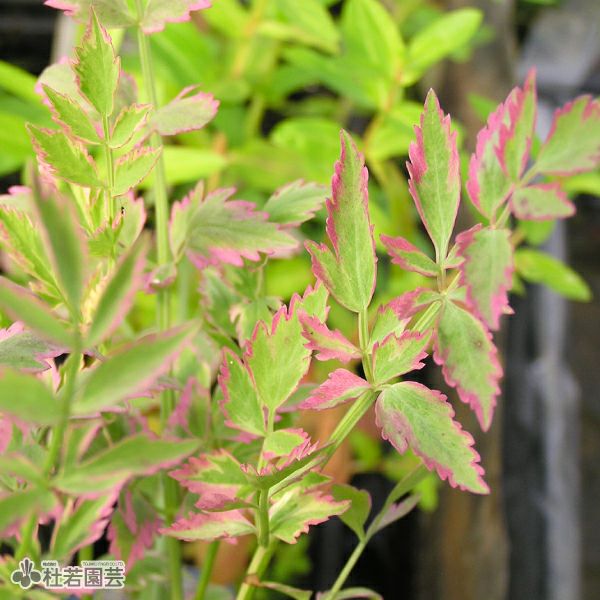 水生植物 フイリセリ 株式会社 杜若園芸 水草の生産販売 通販ショップ