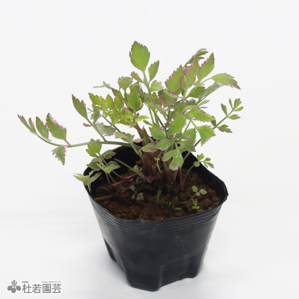 水生植物 フイリセリ 株式会社 杜若園芸 水草の生産販売 通販ショップ