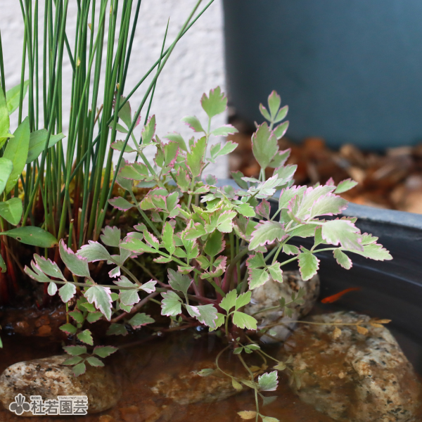水生植物　苗 水生植物】 フイリセリ | 杜若園芸WEBショップ｜水草の生産販売【通販