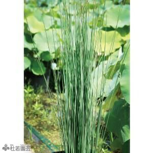 水生植物】クワイ | 杜若園芸WEBショップ｜水草の生産販売【通販ショップ】