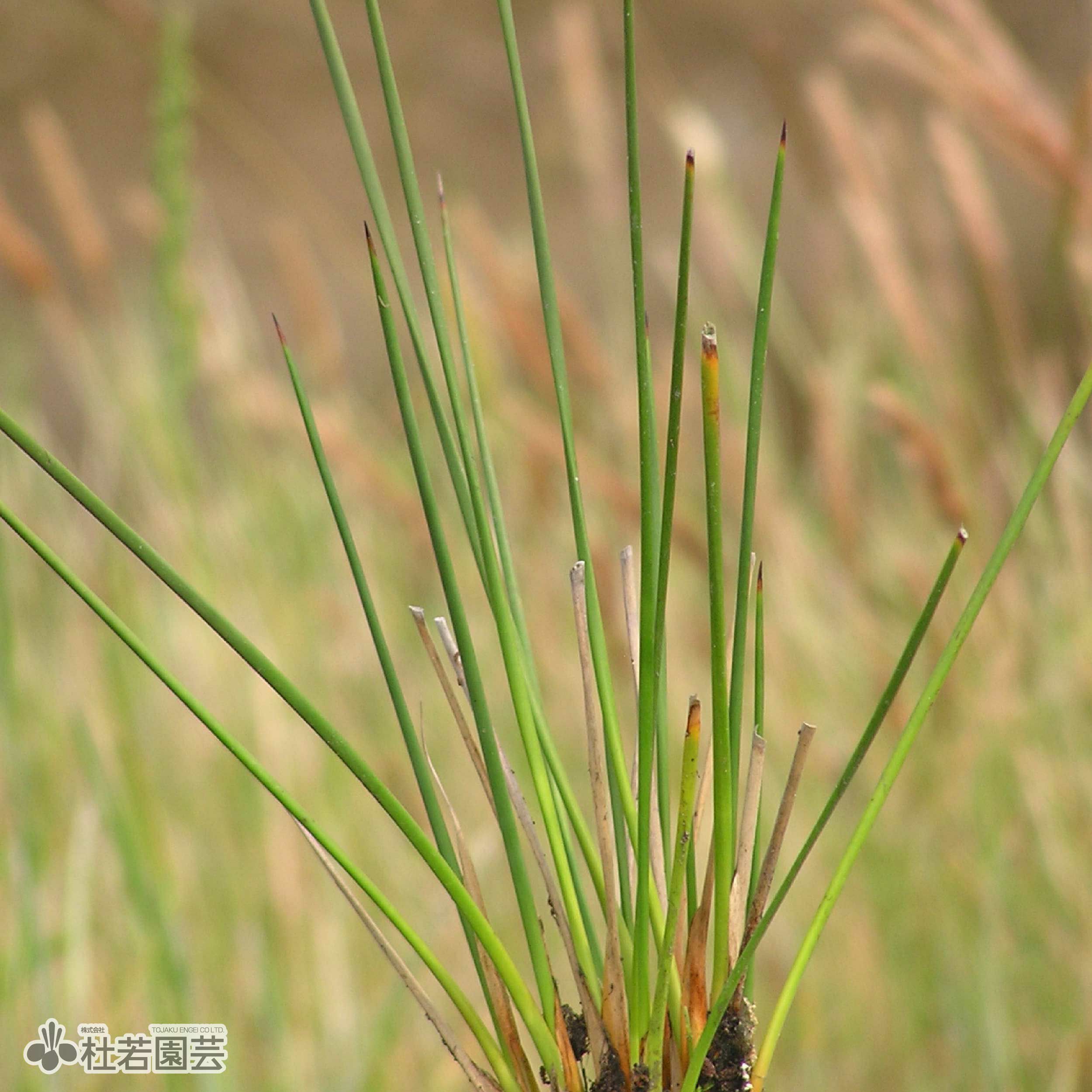 水生植物】 オオオニバスの種 5粒入り | 杜若園芸WEBショップ｜水草の