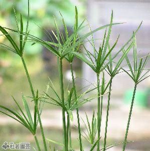 水生植物】 シュロガヤツリ | 杜若園芸WEBショップ｜水草の生産販売【通販ショップ】