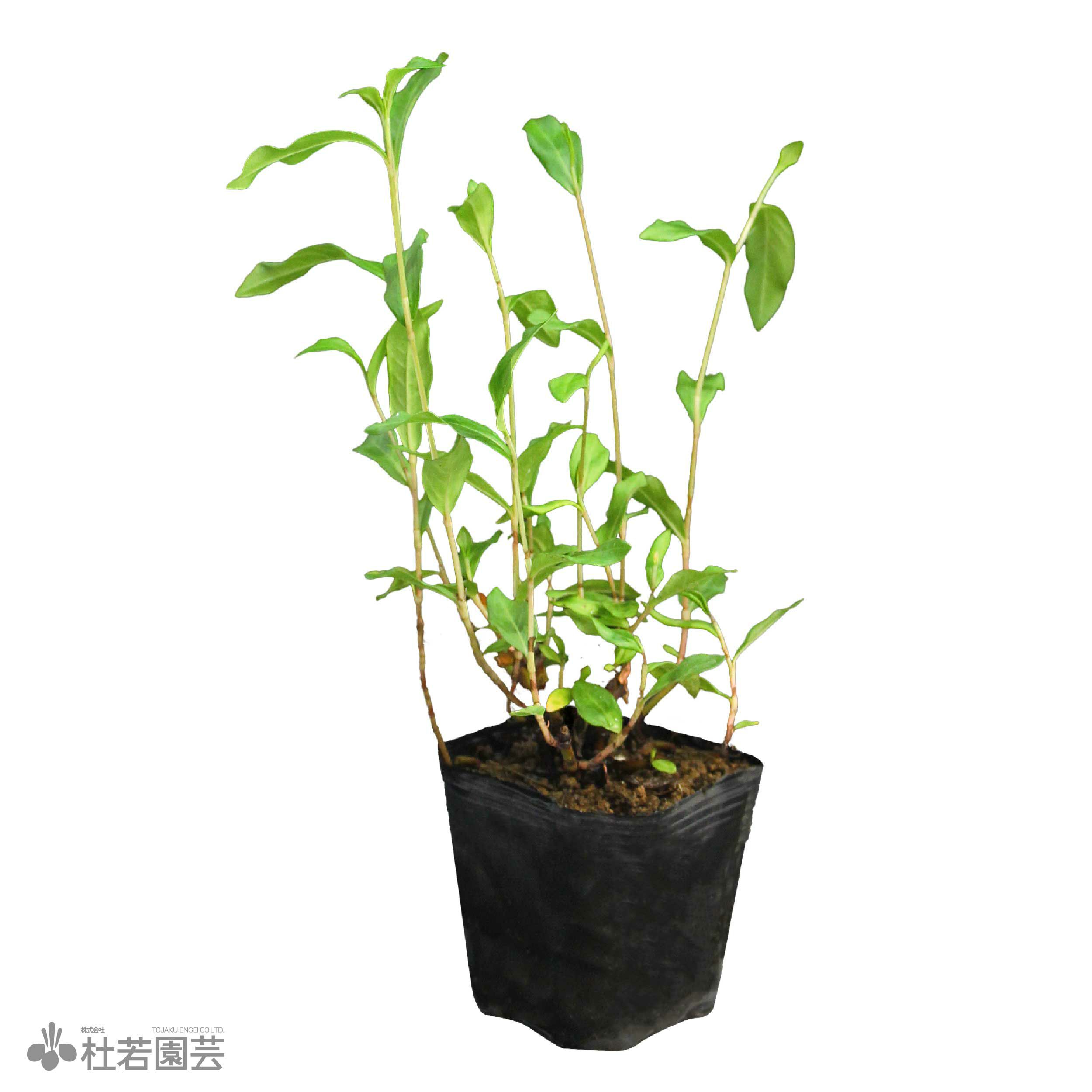 水生植物】 シロバナサクラタデ | 杜若園芸WEBショップ｜水草の生産