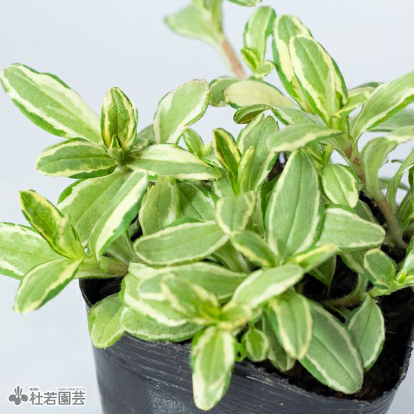 水生植物 フイリワスレナグサ 株式会社 杜若園芸 水草の生産販売 通販ショップ