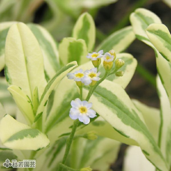 水生植物 フイリセリ 株式会社 杜若園芸 水草の生産販売 通販ショップ