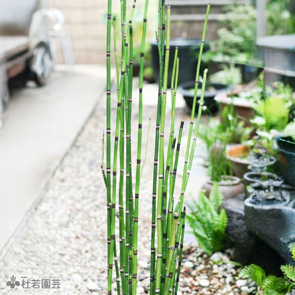 水生植物 オオトクサ 株式会社 杜若園芸 水草の生産販売 通販ショップ