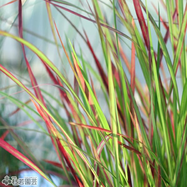 水生植物 フイリセリ 株式会社 杜若園芸 水草の生産販売 通販ショップ