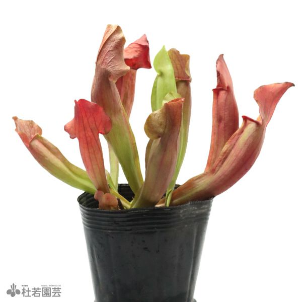 サラセニア 大紫 l 滋賀で楽しむ食虫植物 2