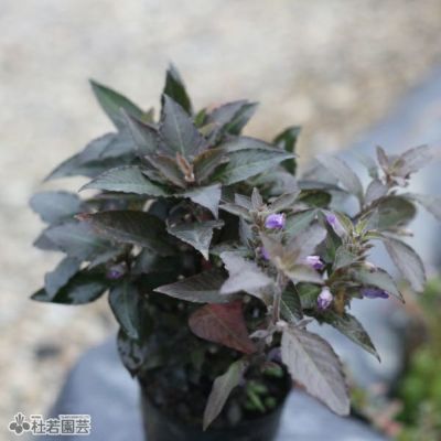 水生植物】 バナナプラント | 杜若園芸WEBショップ｜水草の生産販売【通販ショップ】