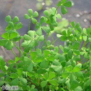 水生植物 ウォータークローバームチカ 株式会社 杜若園芸 水草の生産販売 通販ショップ