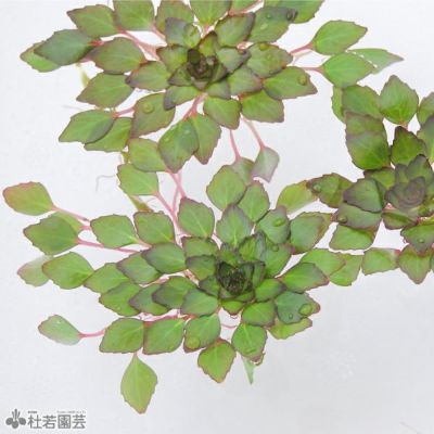 水生植物 サルビニア ククラータ 株式会社 杜若園芸 水草の生産販売 通販ショップ