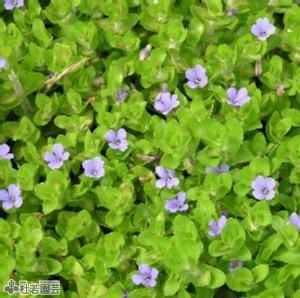 水生植物 ウォーターバコパ 株式会社 杜若園芸 水草の生産販売 通販ショップ