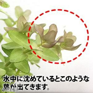 水生植物 ウォーターバコパ 株式会社 杜若園芸 水草の生産販売 通販ショップ