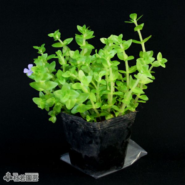 水生植物 ウォーターバコパ 株式会社 杜若園芸 水草の生産販売 通販ショップ 水生植物 ウォーターバコパ 株式会社 杜若園芸 水草の生産販売 通販ショップ