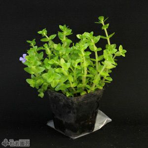 水生植物 ウォーターバコパ 株式会社 杜若園芸 水草の生産販売 通販ショップ