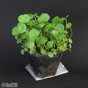 水生植物】 ウォーターコイン(ウォーターマッシュルーム) | 杜若園芸WEBショップ｜水草の生産販売【通販ショップ】