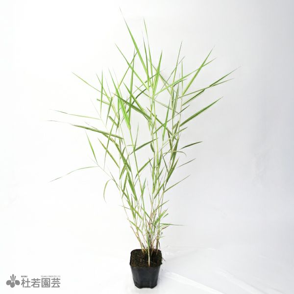 水生植物】 ミズサンザシ | 杜若園芸WEBショップ｜水草の生産販売