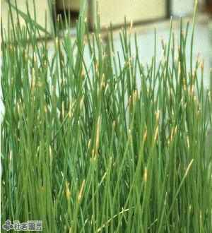 水生植物 ミズトクサ 株式会社 杜若園芸 水草の生産販売 通販ショップ