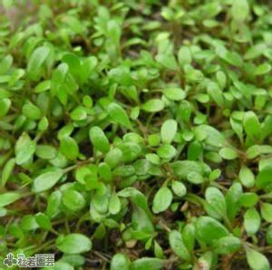 水生植物】 グロッソスティグマ | 杜若園芸WEBショップ｜水草の生産