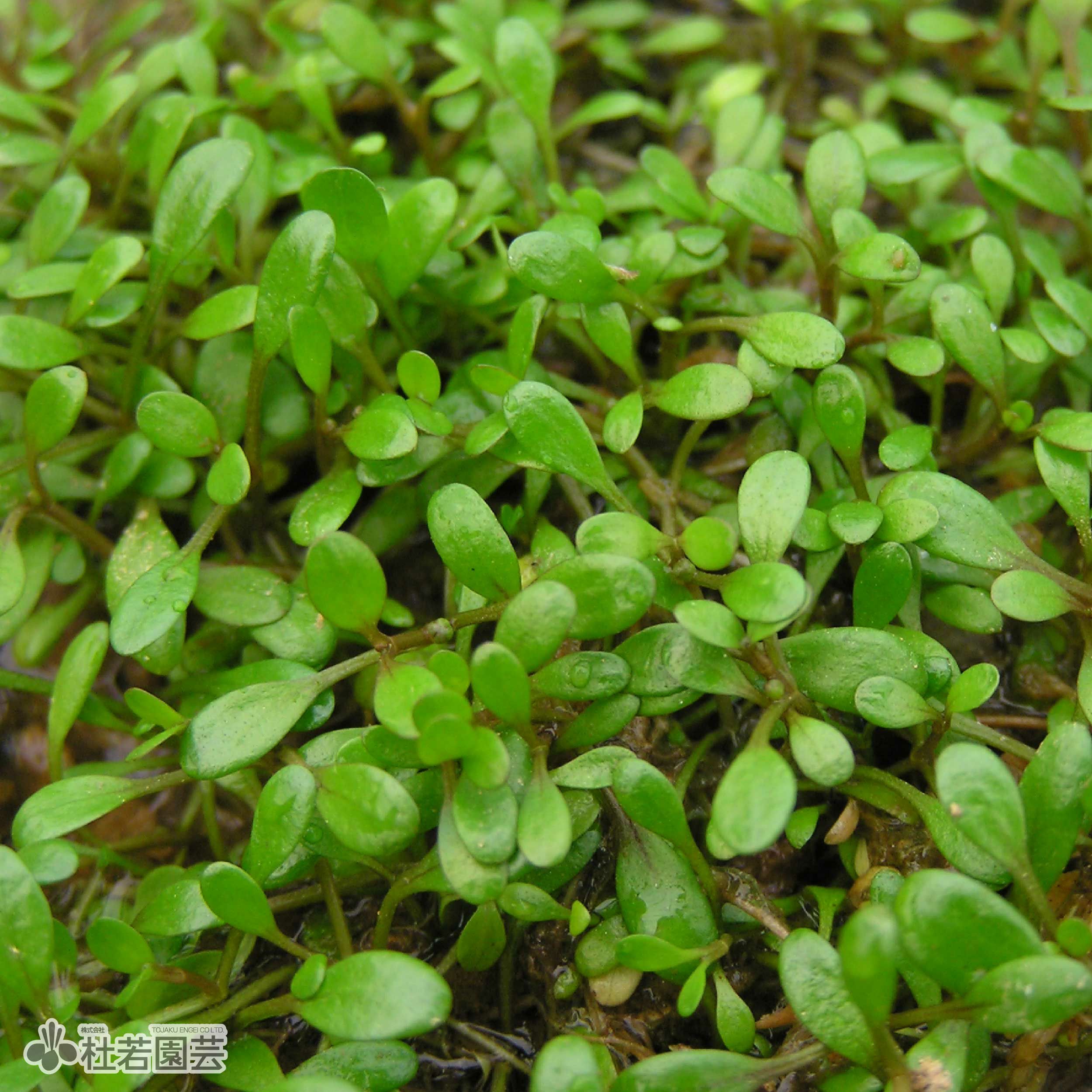 水生植物】 ウォーターコイン(ウォーターマッシュルーム) | 杜若園芸