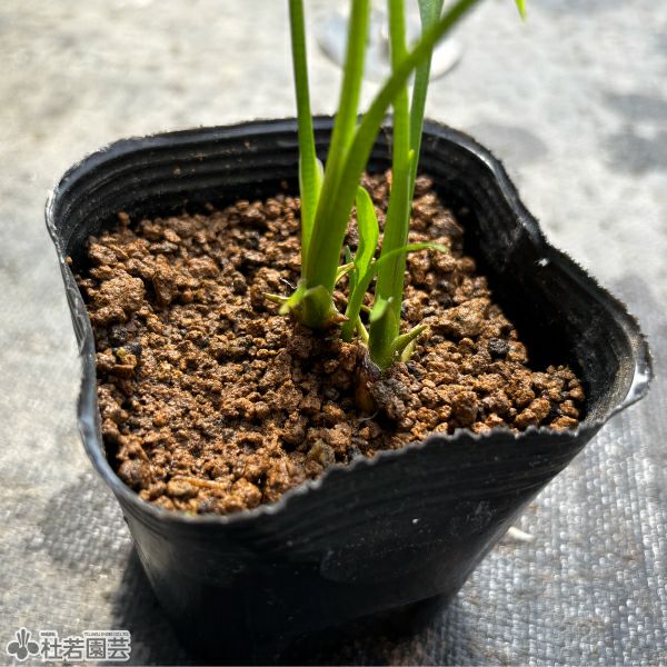 水生植物】クワイ | 杜若園芸WEBショップ｜水草の生産販売【通販ショップ】