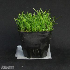 水生植物 コブラグラス 株式会社 杜若園芸 水草の生産販売 通販ショップ