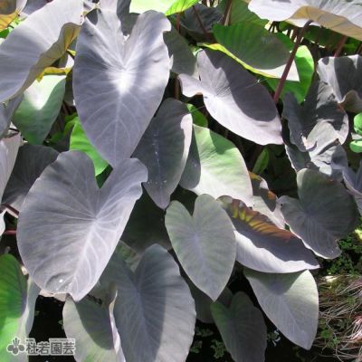 No.02 コロカシア サトイモ科 アロイド 水性植物 ビオトープ