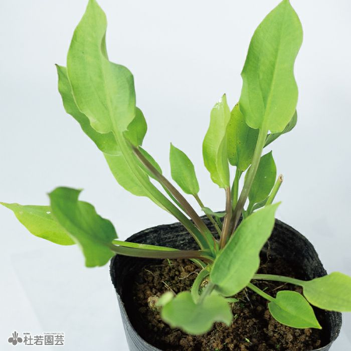 水生植物】 サジオモダカ | 株式会社 杜若園芸｜水草の生産販売【通販ショップ】