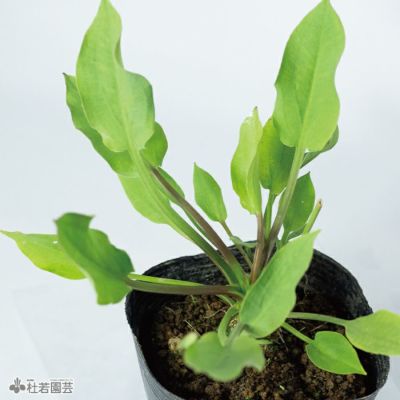 水生植物】 ヤエオモダカ | 杜若園芸WEBショップ｜水草の生産販売