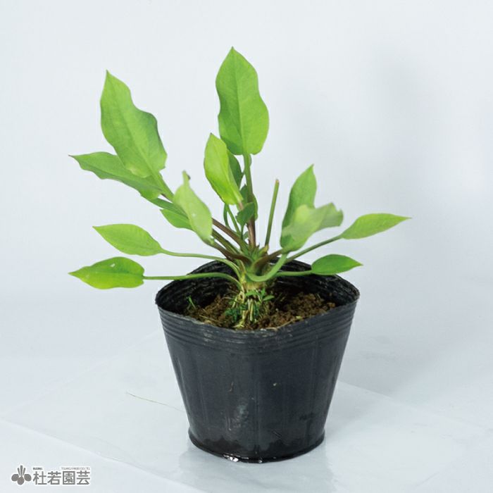 水生植物】 サジオモダカ | 株式会社 杜若園芸｜水草の生産販売【通販ショップ】