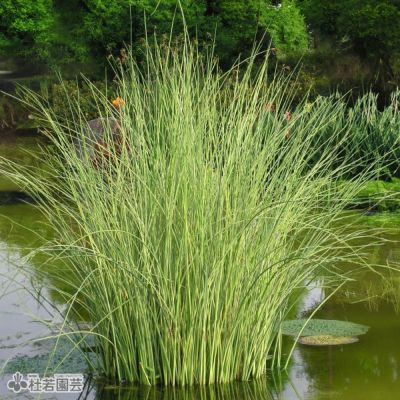 水生植物】 オオオニバスの種 ５粒入り | 杜若園芸WEBショップ｜水草の生産販売【通販ショップ】