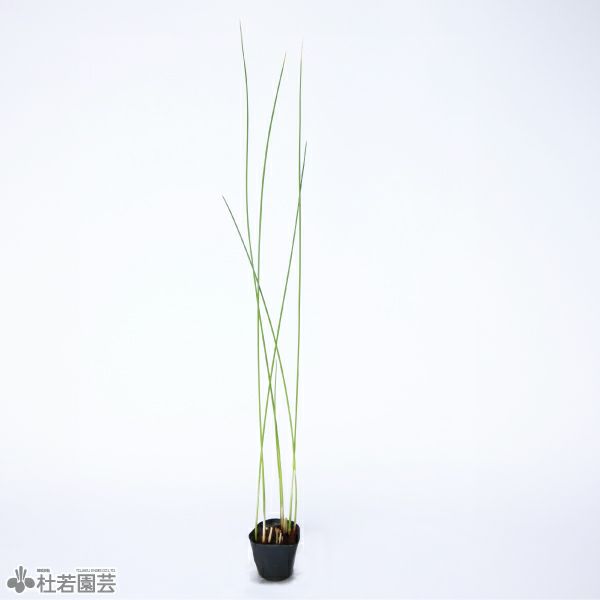 水生植物】 タテジマフトイ | 杜若園芸WEBショップ｜水草の生産販売