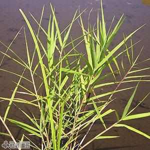 水生植物 ツルヨシ 株式会社 杜若園芸 水草の生産販売 通販ショップ 水生植物 ツルヨシ 株式会社 杜若園芸 水草の生産販売 通販ショップ