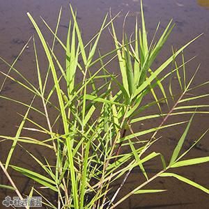 水生植物 ツルヨシ 株式会社 杜若園芸 水草の生産販売 通販ショップ