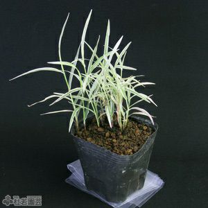 水生植物】 フイリトワダアシ | 杜若園芸WEBショップ｜水草の生産販売【通販ショップ】