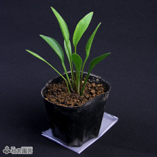 水生植物 ナガバオモダカ 株式会社 杜若園芸 水草の生産販売 通販ショップ 水生植物 ナガバオモダカ 株式会社 杜若園芸 水草の生産販売 通販ショップ